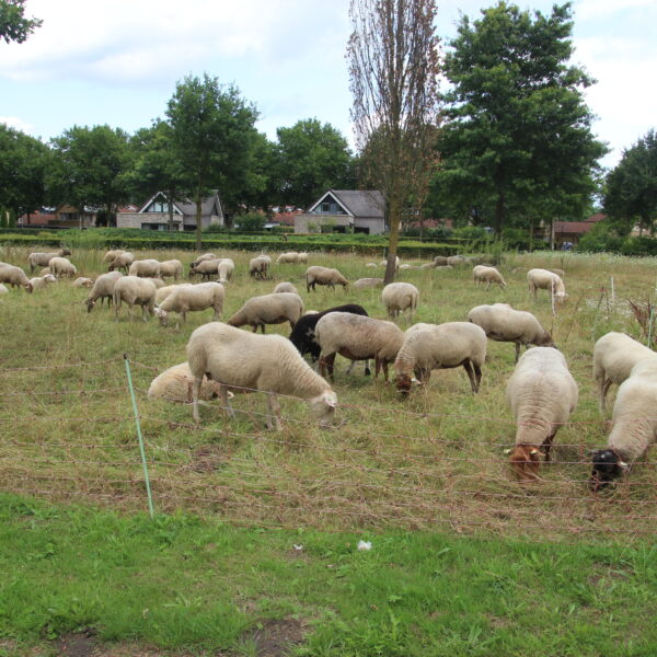 IMG_6080 Photography #2910 from Schaapskudde