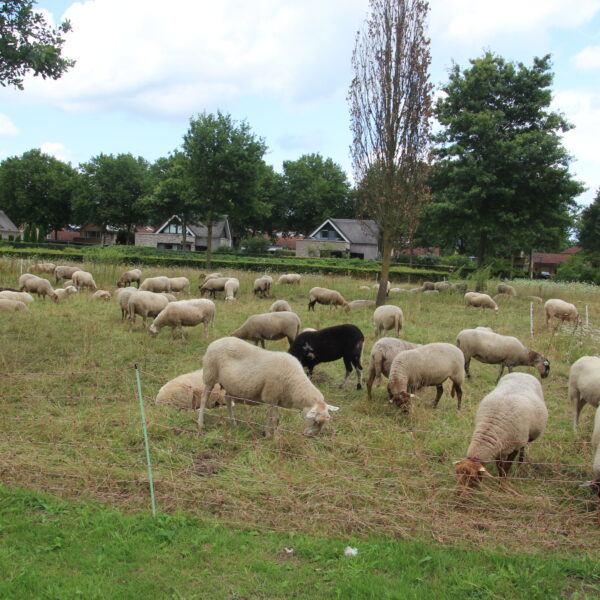 IMG_6082 Photography #2912 from Schaapskudde