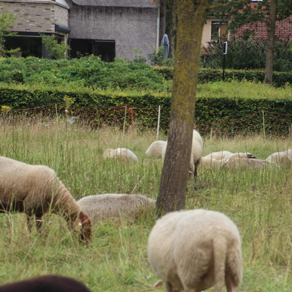 IMG_6083 Photography #2916 from Schaapskudde